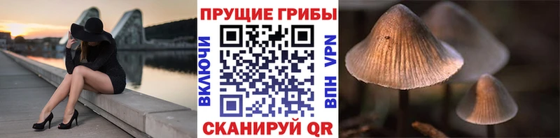 Псилоцибиновые грибы мицелий Купить где Рославль
